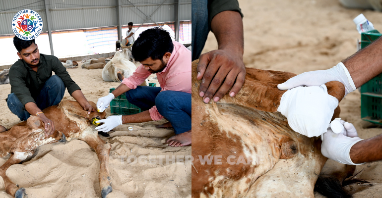 Every Day, Gau Mata Suffers on the Streets of India.