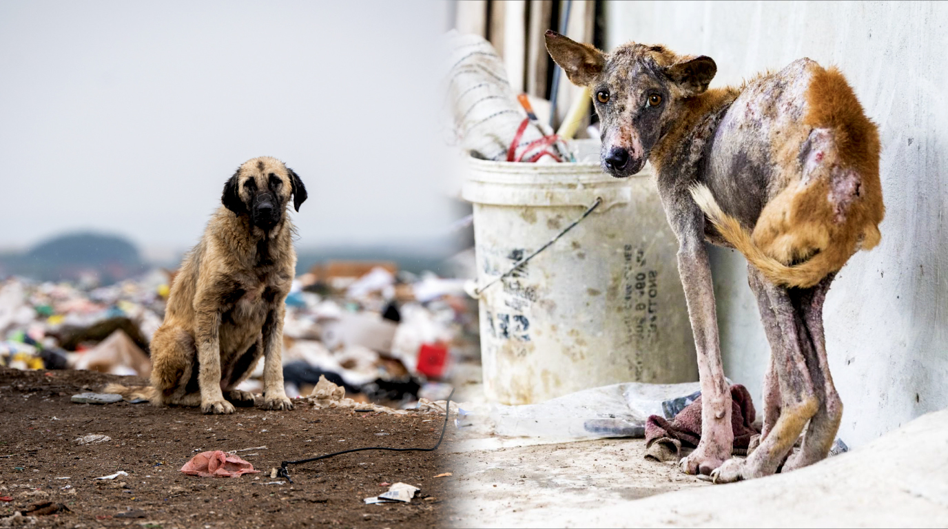 Save Our Stray Dogs