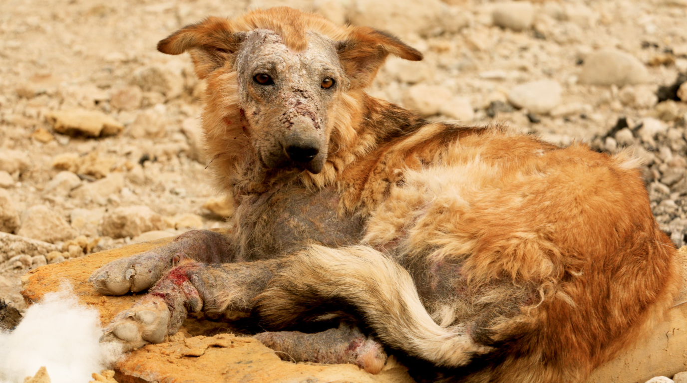 Their Suffering Is Real, Be The Voice They Need